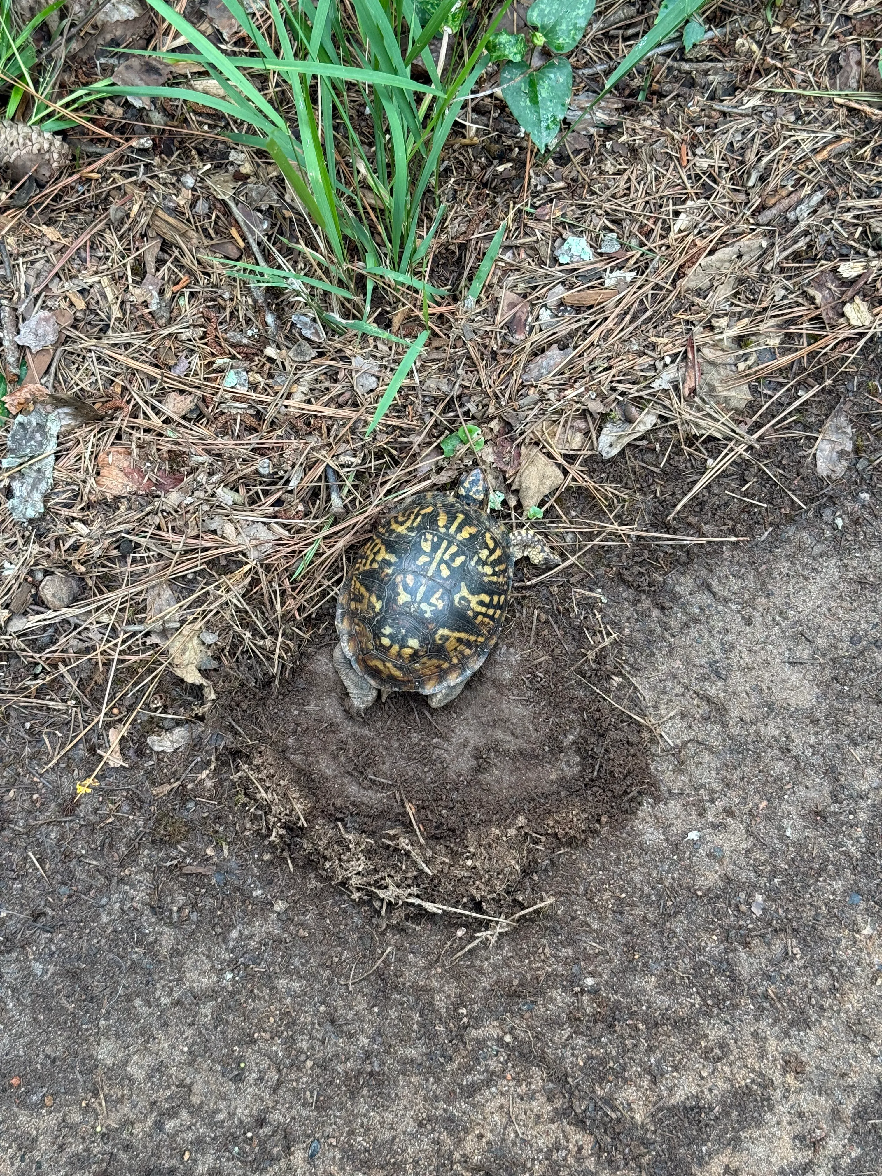 Eastern Box Turtle resting in a shallow depression along the trail