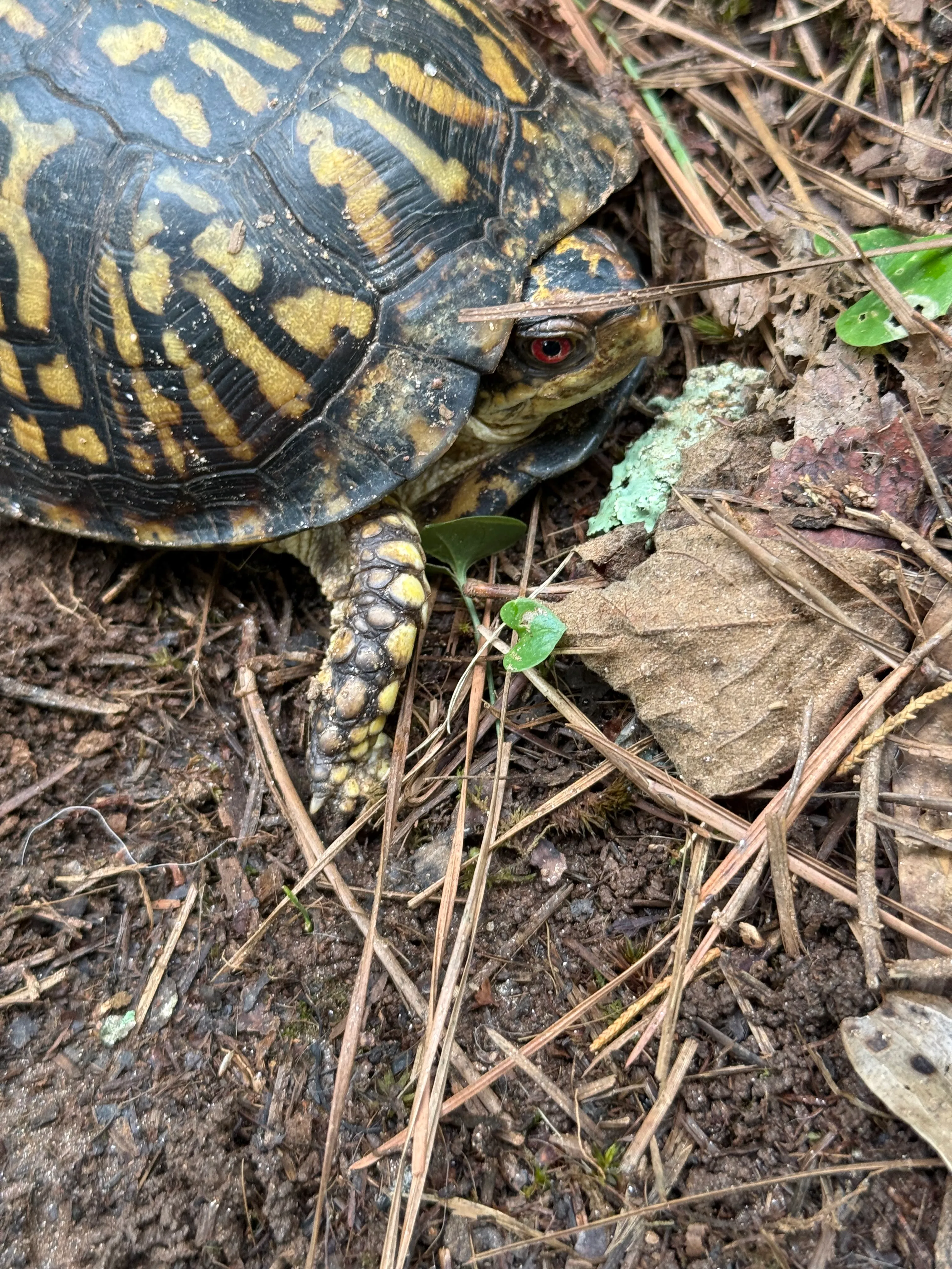 Close-up of the turtle peeking out from its shell, highlighting its bright red eye