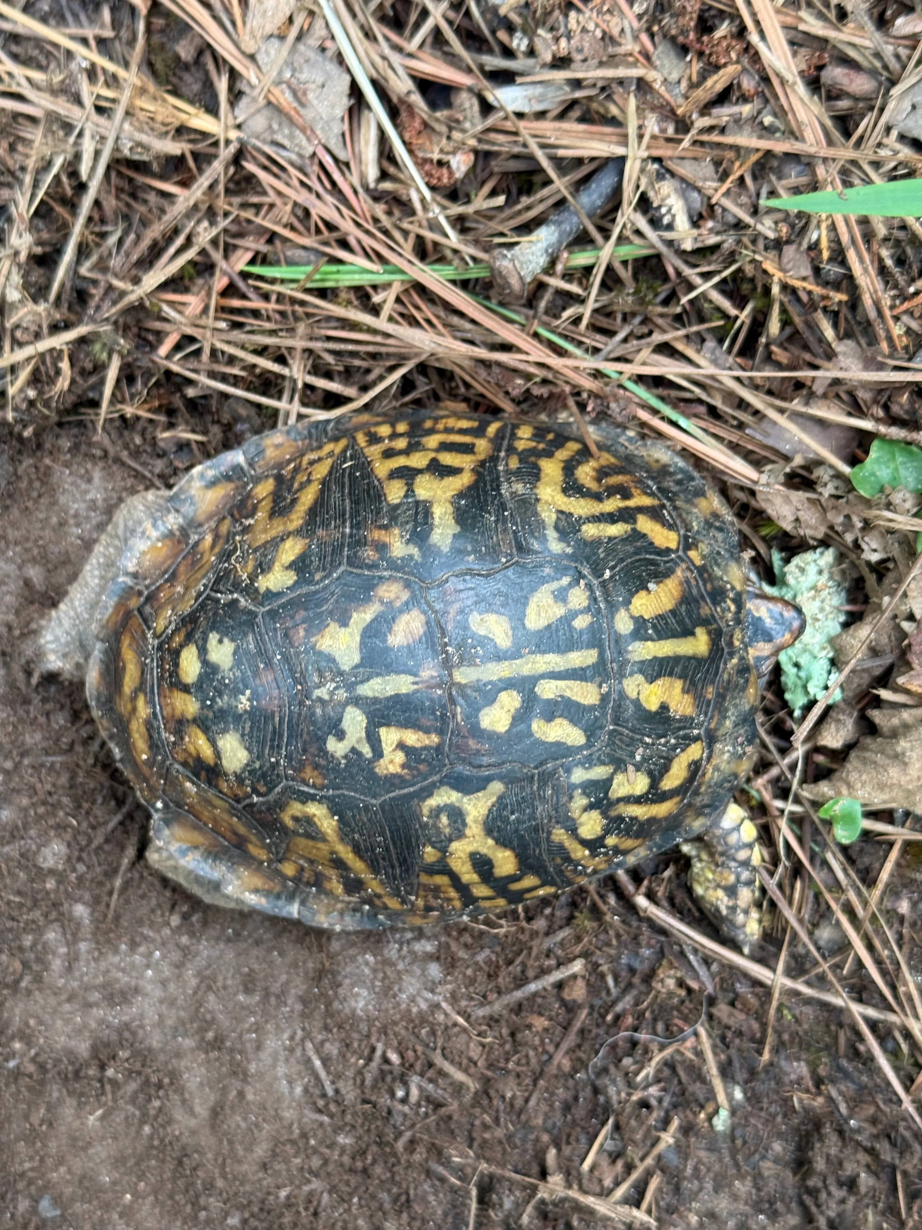 Top-down view of the box turtle carapace with intricate yellow and black patterns